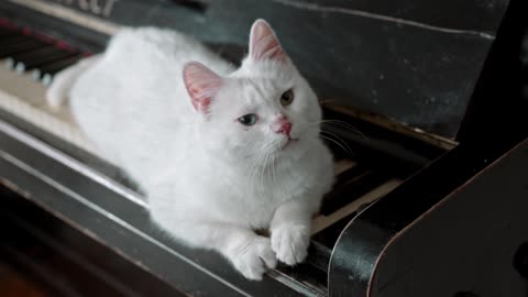 A White Cat On The Piano Keyboard