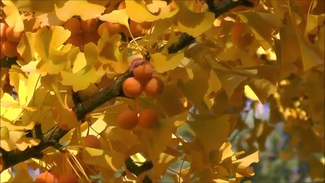 Melody of nature relaxing music