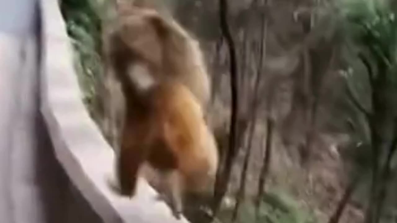 💋I can also Walk and Run like Humans