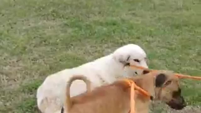 #41male tan March2022 #12 female Pyr April2022