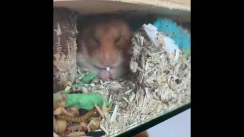 Funny Animal Compilation @part7