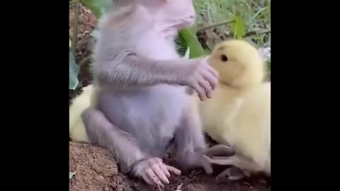 AWW!! So Cute!!! Animals Compilation of their cute moments! :3