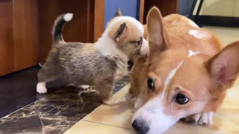 two dogs