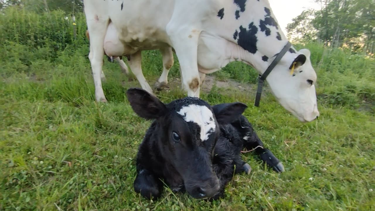 Meeting Wynonna's calf for first time