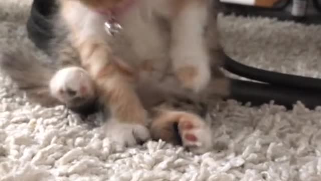 Funny cat videos