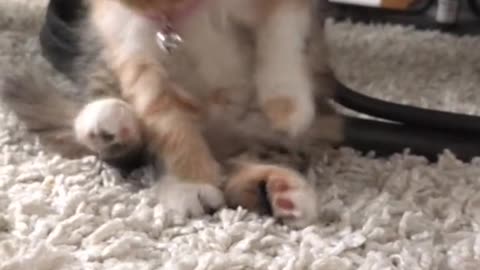 Funny cat videos