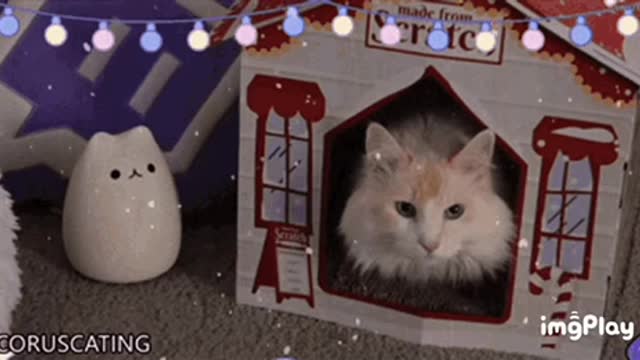 Cute Cat Gif