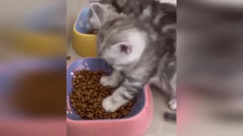 Funny animals videos