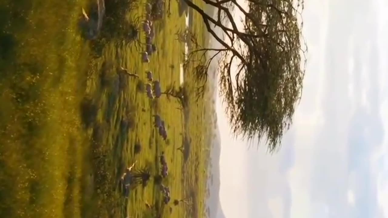 The Lion King 🦁#nature#animals#world