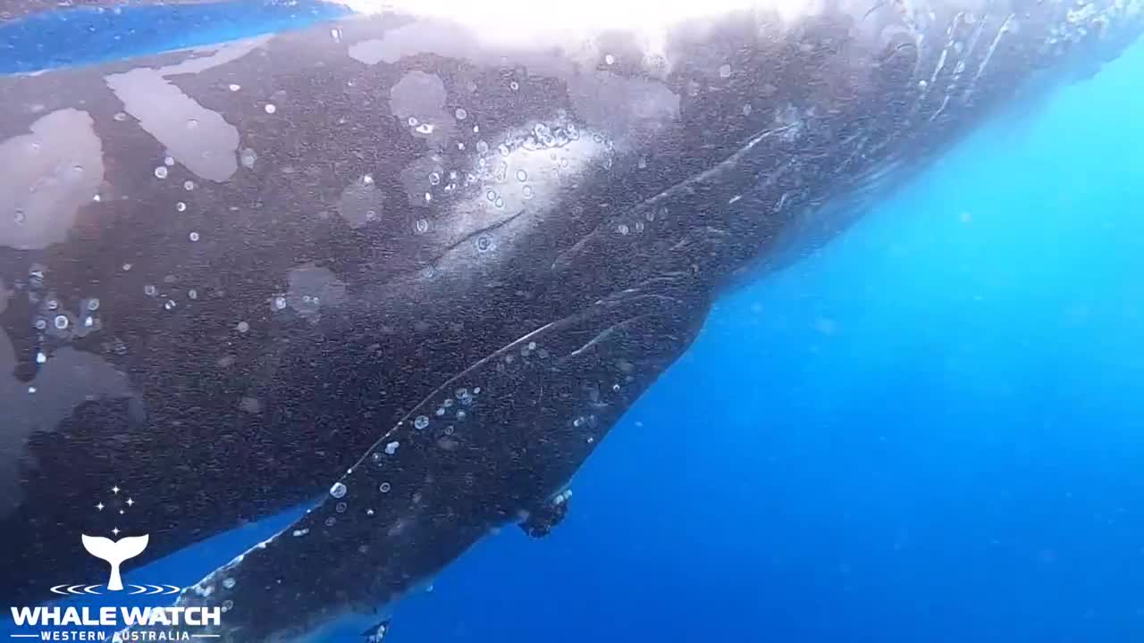 Humpback Survives Killer Whale