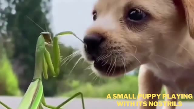 A small puppy playing with its nostrils - Its amazing