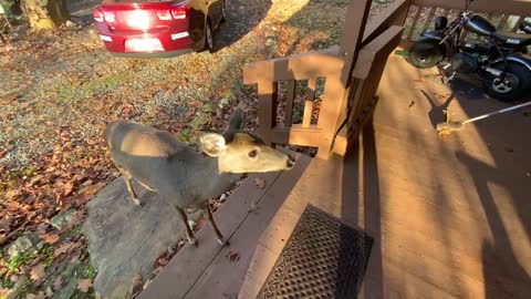 NW NC @ The Treehouse 🌳 Lady & Scamp were once again waiting for me when I got home from shopping