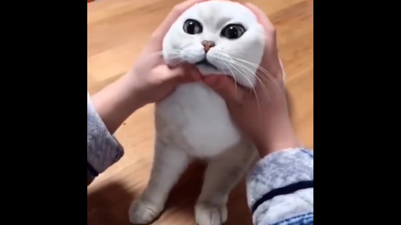 Most satisfying funny cat videos🤣😂