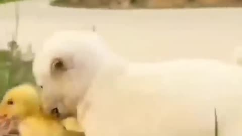 Funny puppy