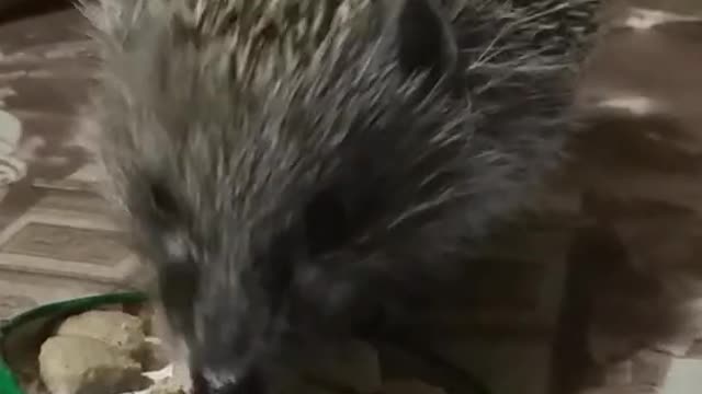 Cute hedgehog eats