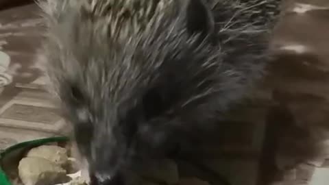 Cute hedgehog eats