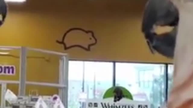 The funniest animals in the world.