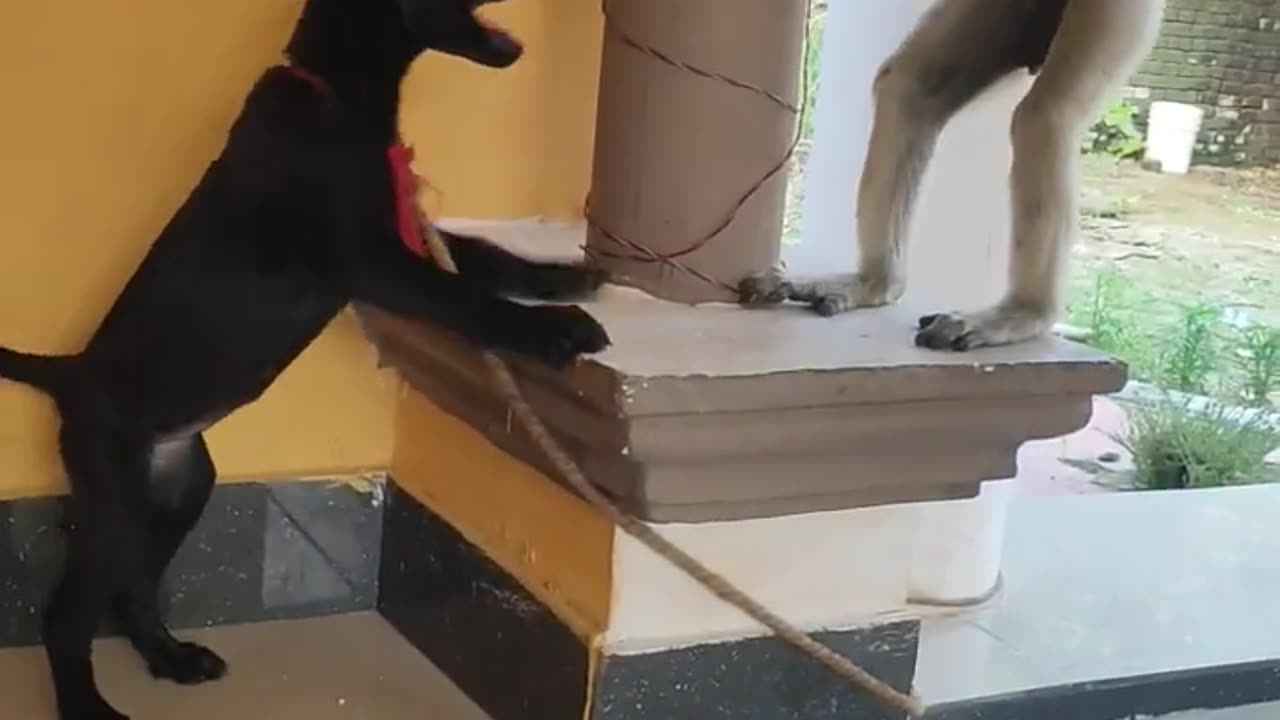 monkey and funny dog #funny#videos