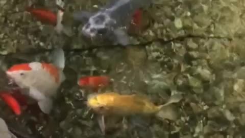 Very beautiful fish