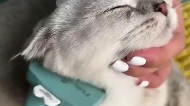 Best Funny Animal Videos 2022 Funniest .mp4