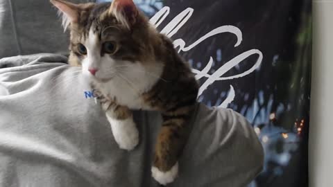 Kitty Curriculum Paw Combat
