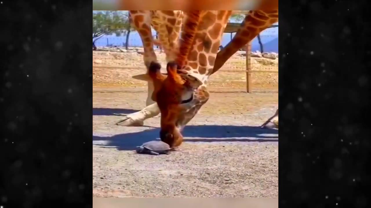 Funny Cat and Dog Video
