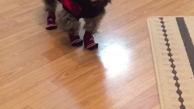 Dog wears socks for first time