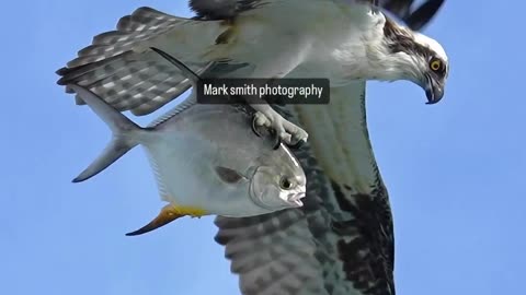 See how the fish caught