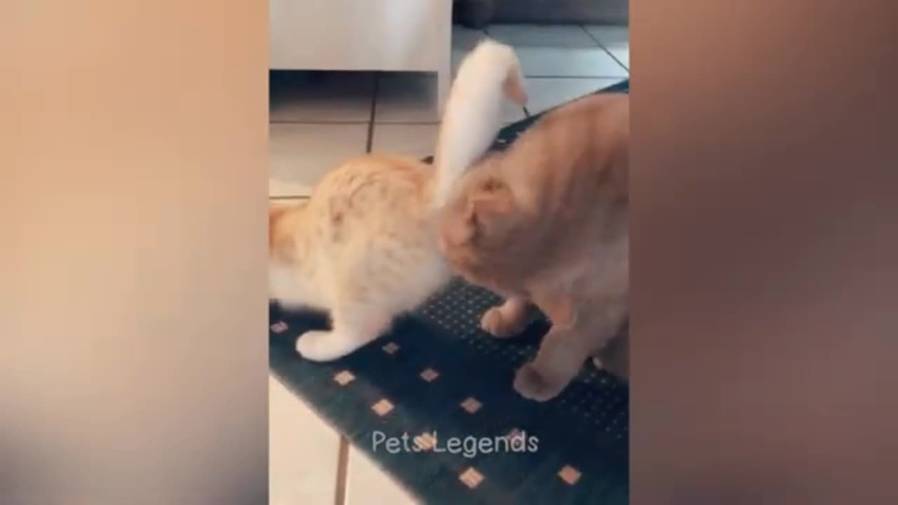 Cuteanimal cat&dog