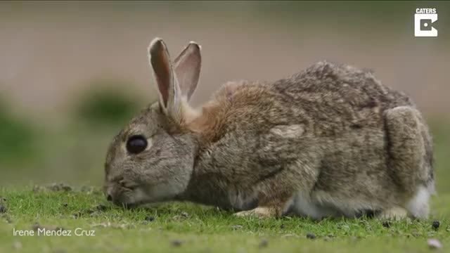 Seagull Swallows Rabbit Whole