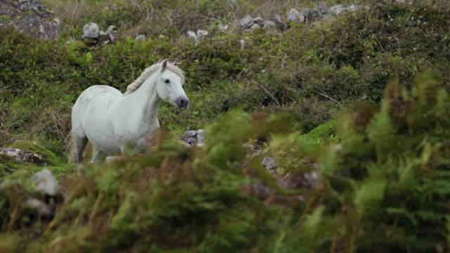 A White Horse Moving in an Open Field