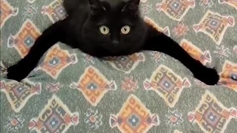 Funny animals