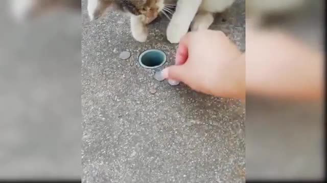 Baby Cats - Cute and Funny Cat Videos Compilation #8 | Aww Anima