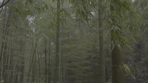 Deep in the silent bamboo forest