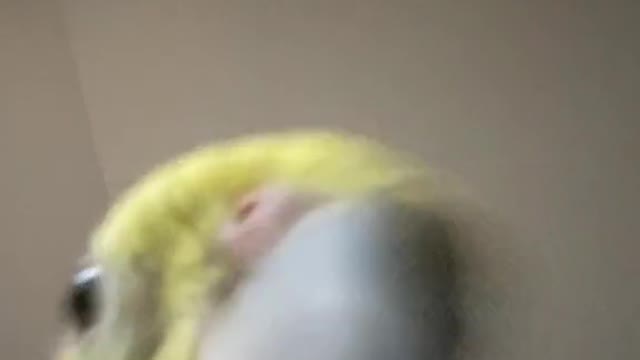 When he texts back “k” #fyp #cockatiel