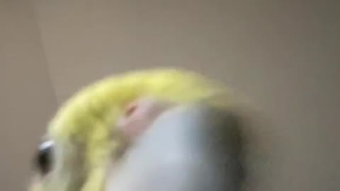 When he texts back “k” #fyp #cockatiel