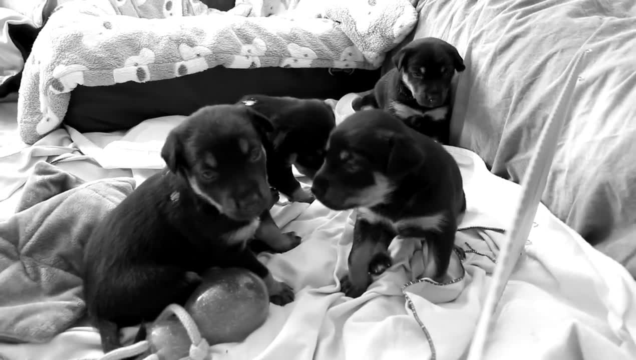 Working Kelpie Pea puppies alle vier