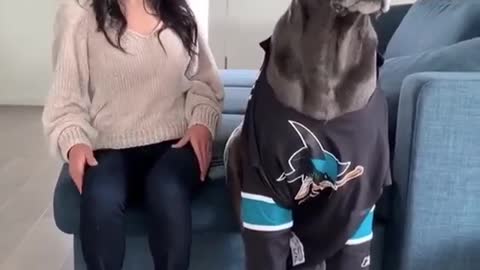 Great Dane shuffle clothes prank