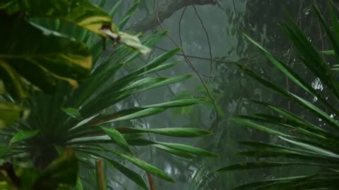 heavy rain in the tropical forest