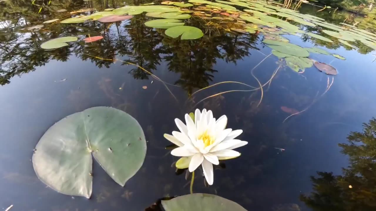 Water Lily