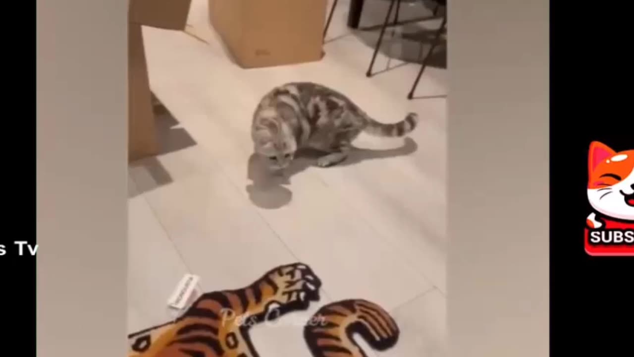 Funny animal reaction on hai 😁🤣🤣😂🤣