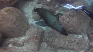 Scuba Diving with Sea Lions in La Paz, Mexico