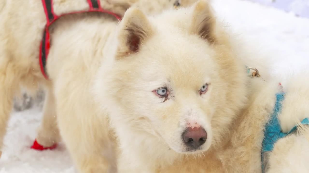 Husky sled dogs in harness