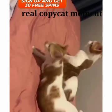 Real copycat moments #73 🤣