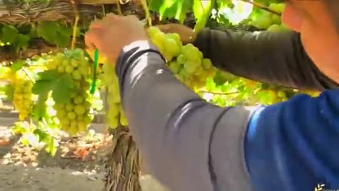 How American Farmers Produce 5,9 Million Tons Of Grapes Every Year - Grape Harvesting