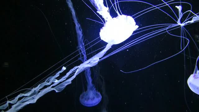 Jellyfish is an indescribable beauty