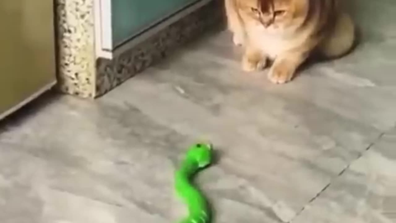 Cat funny videos in hindi full funny 🤣🤣🤣🤣