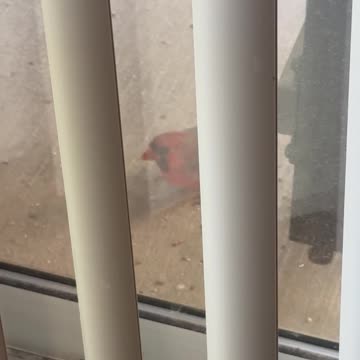 Cardinal cleaning up balcony