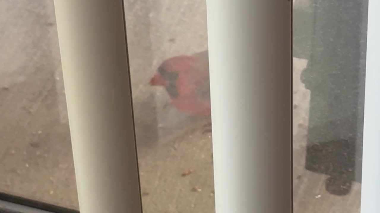 Cardinal cleaning up balcony