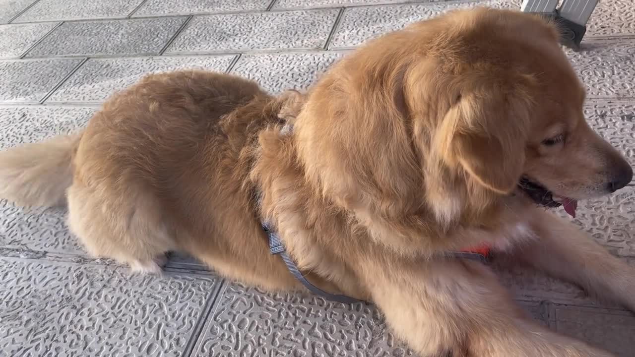 A little guest came to my home
